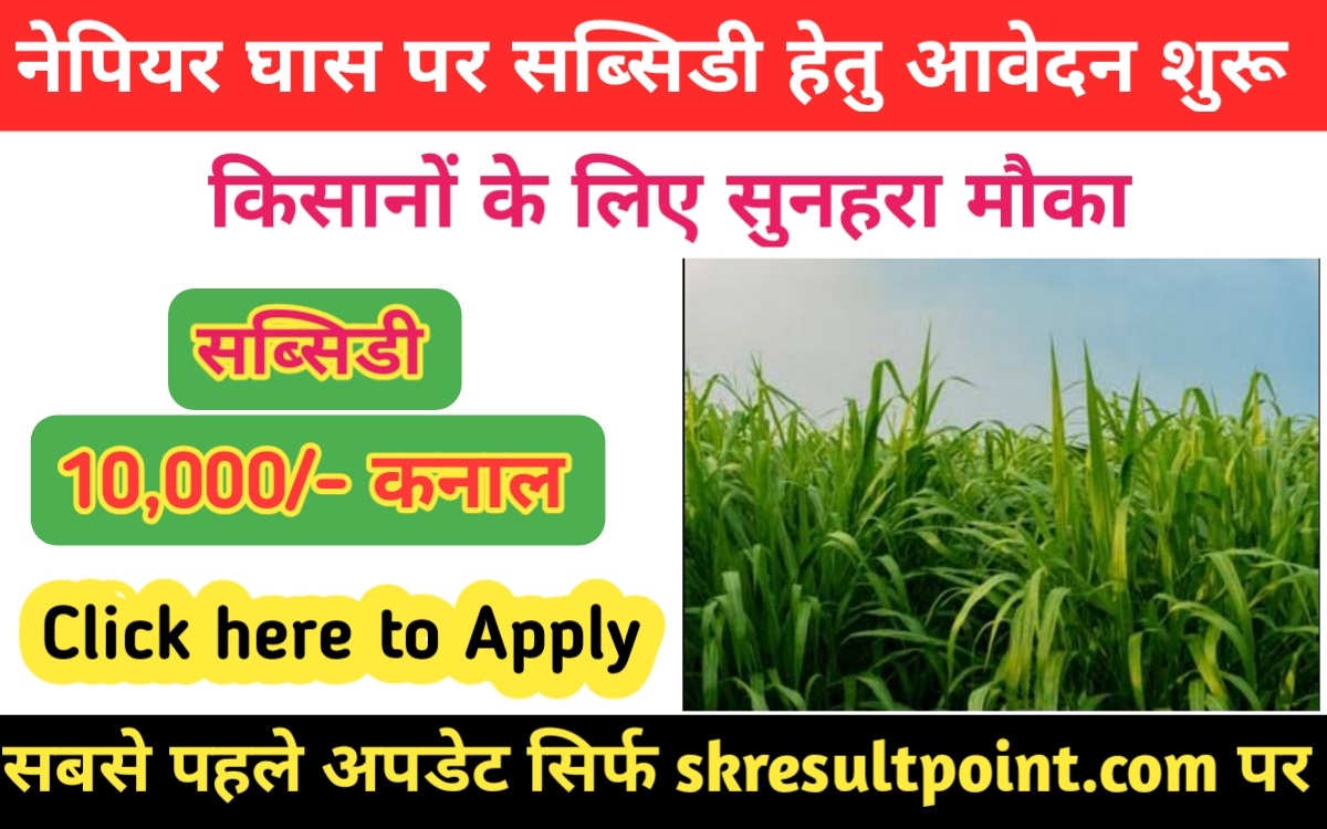 Subsidy On Napier Grass